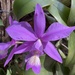 Cattleya nobilior - Photo (c) Carlos Sanchez, some rights reserved (CC BY-NC), uploaded by Carlos Sanchez