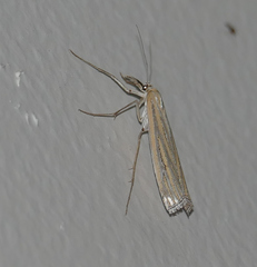 Eufernaldia cadarellus