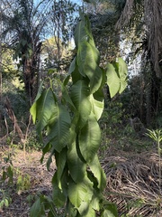 Triplaris americana