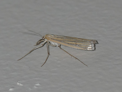 Eufernaldia cadarellus