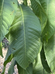 Triplaris americana