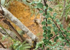 Erythroxylum betulaceum