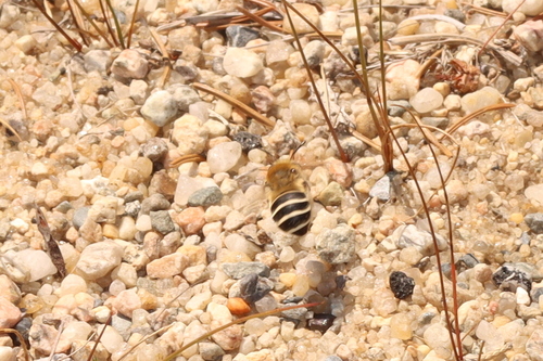 Walsh's Anthophora photo 3