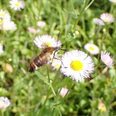 Hemaris aethra