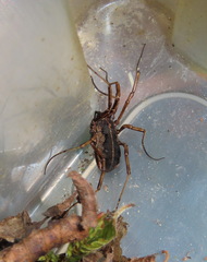 Zachaeus