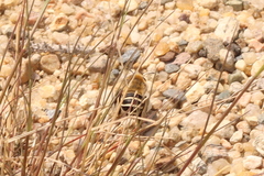 Anthophora walshii