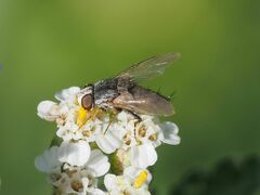 Taxigramma