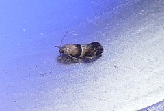 Nealyda bifidella