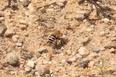Anthophora walshii