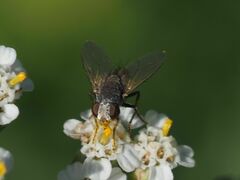 Taxigramma