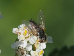 Taxigramma