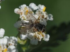 Taxigramma