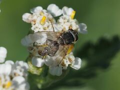 Taxigramma