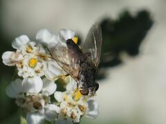 Taxigramma