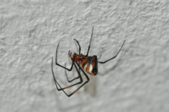Argyrodes zonatus