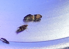 Nealyda bifidella