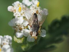 Taxigramma