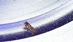 Philonome wielgusi