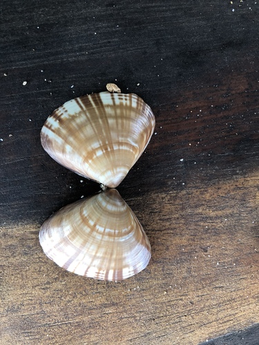 Flat Tivela (Tivela planulata)