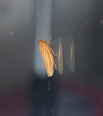 Cicadellidae