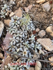 Antennaria rosulata