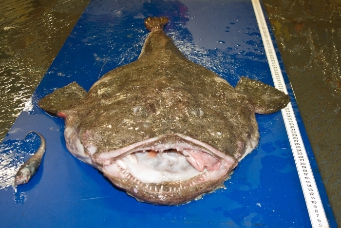 American Anglerfish (Fish of Coastal New Jersey) · iNaturalist