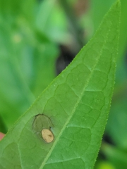 Parallelodiplosis subtruncata