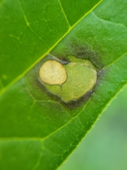 Parallelodiplosis subtruncata