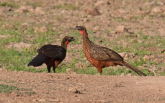 Penelope ochrogaster