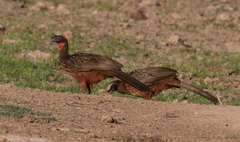Penelope ochrogaster