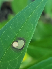 Parallelodiplosis subtruncata