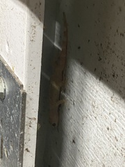 Hemidactylus turcicus