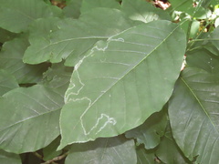 Phyllocnistis magnoliella