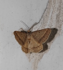 Isturgia arenacearia