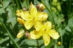 Hypericum richeri