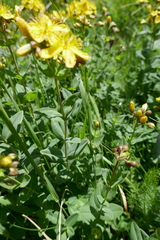Hypericum richeri
