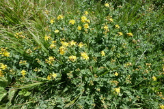 Hypericum richeri