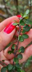 Erythroxylum betulaceum