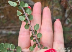 Erythroxylum betulaceum