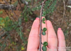 Erythroxylum betulaceum