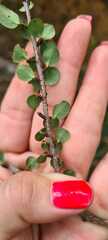 Erythroxylum betulaceum