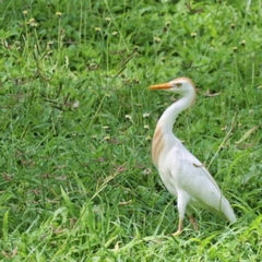Bubulcus ibis