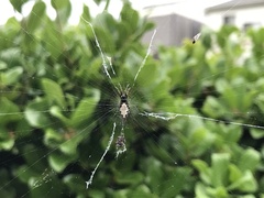 Cyclosa argenteoalba