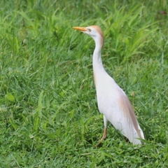 Bubulcus ibis