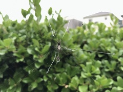 Cyclosa argenteoalba