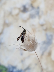 Bembecia pavicevici