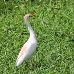 Bubulcus ibis