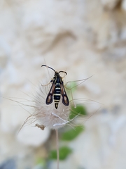 Bembecia pavicevici