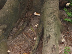 Ganoderma tropicum image
