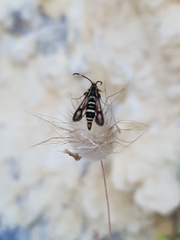 Bembecia pavicevici